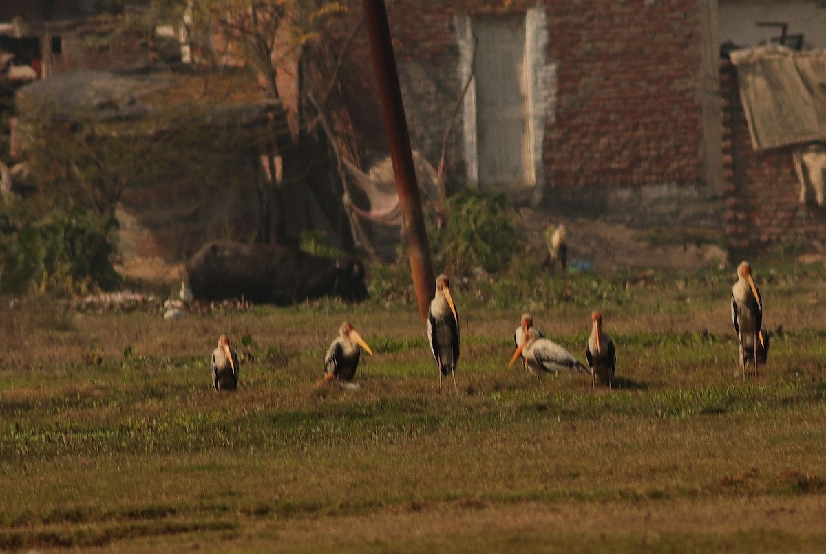 Painted Stork - ML307460541