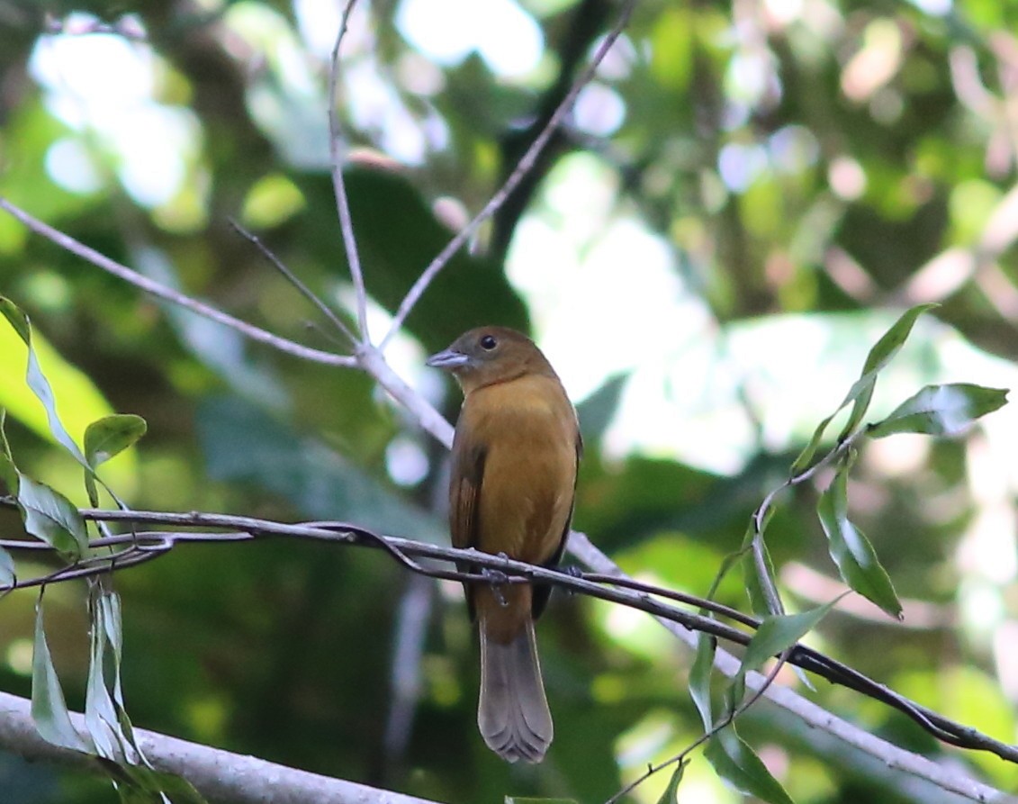 Flame-crested Tanager - ML30746151