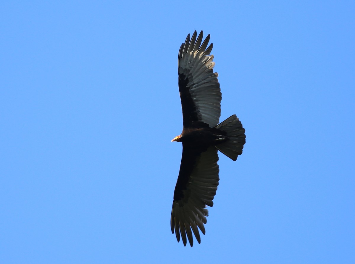Lesser Yellow-headed Vulture - Rohan van Twest