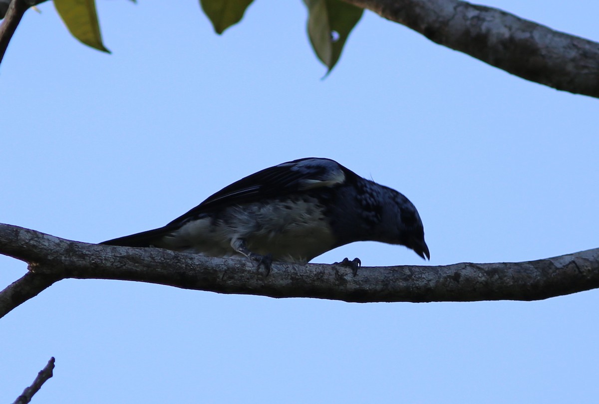 White-bellied Tanager - Rohan van Twest