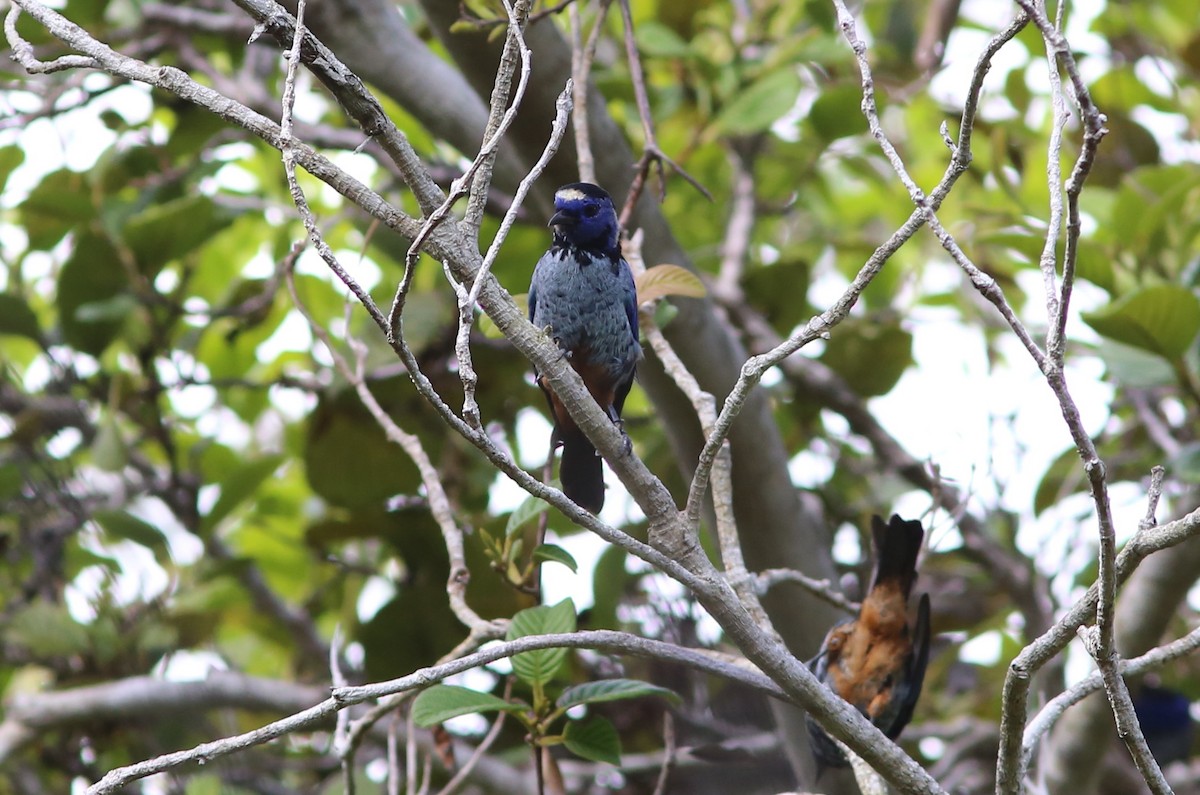 Opal-rumped Tanager - ML30746211