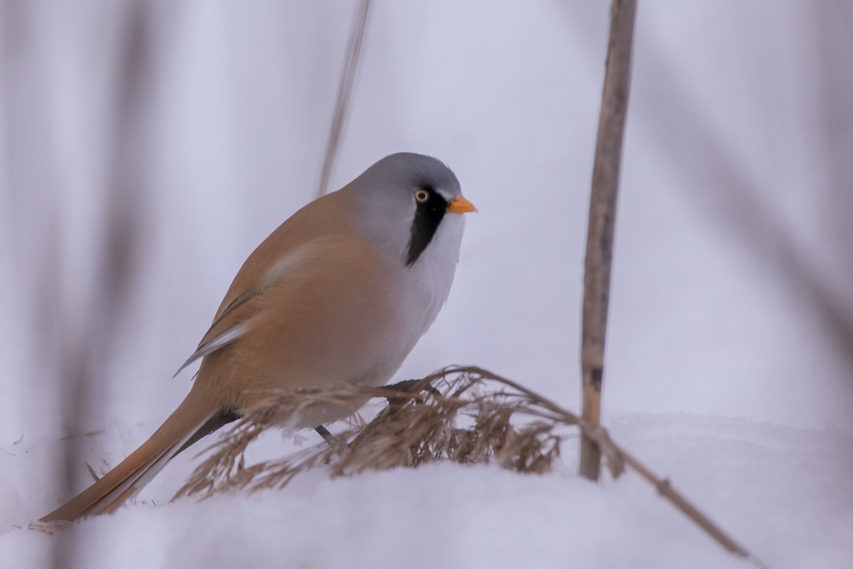 Bearded Reedling - ML307463301