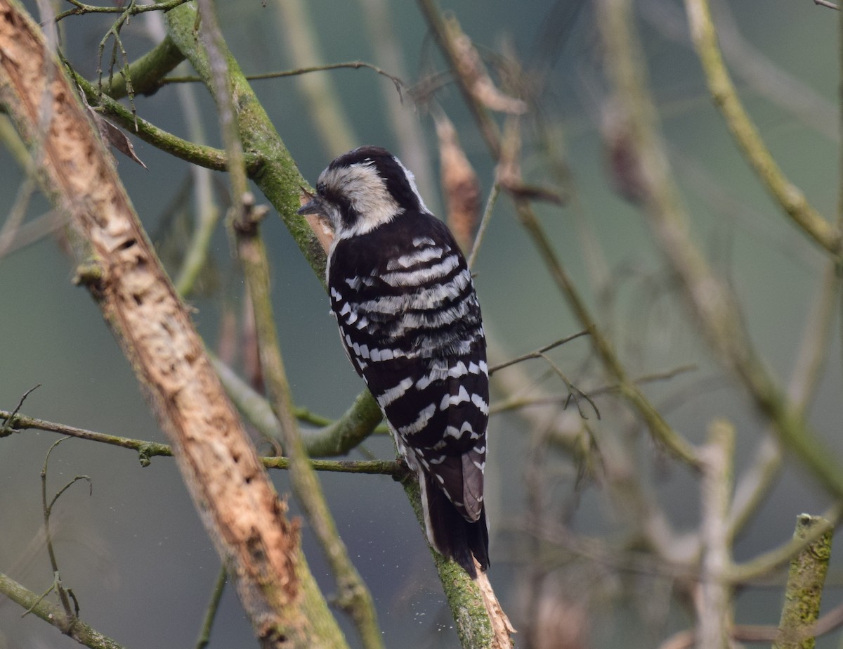 Gray-capped Pygmy Woodpecker - ML307463611