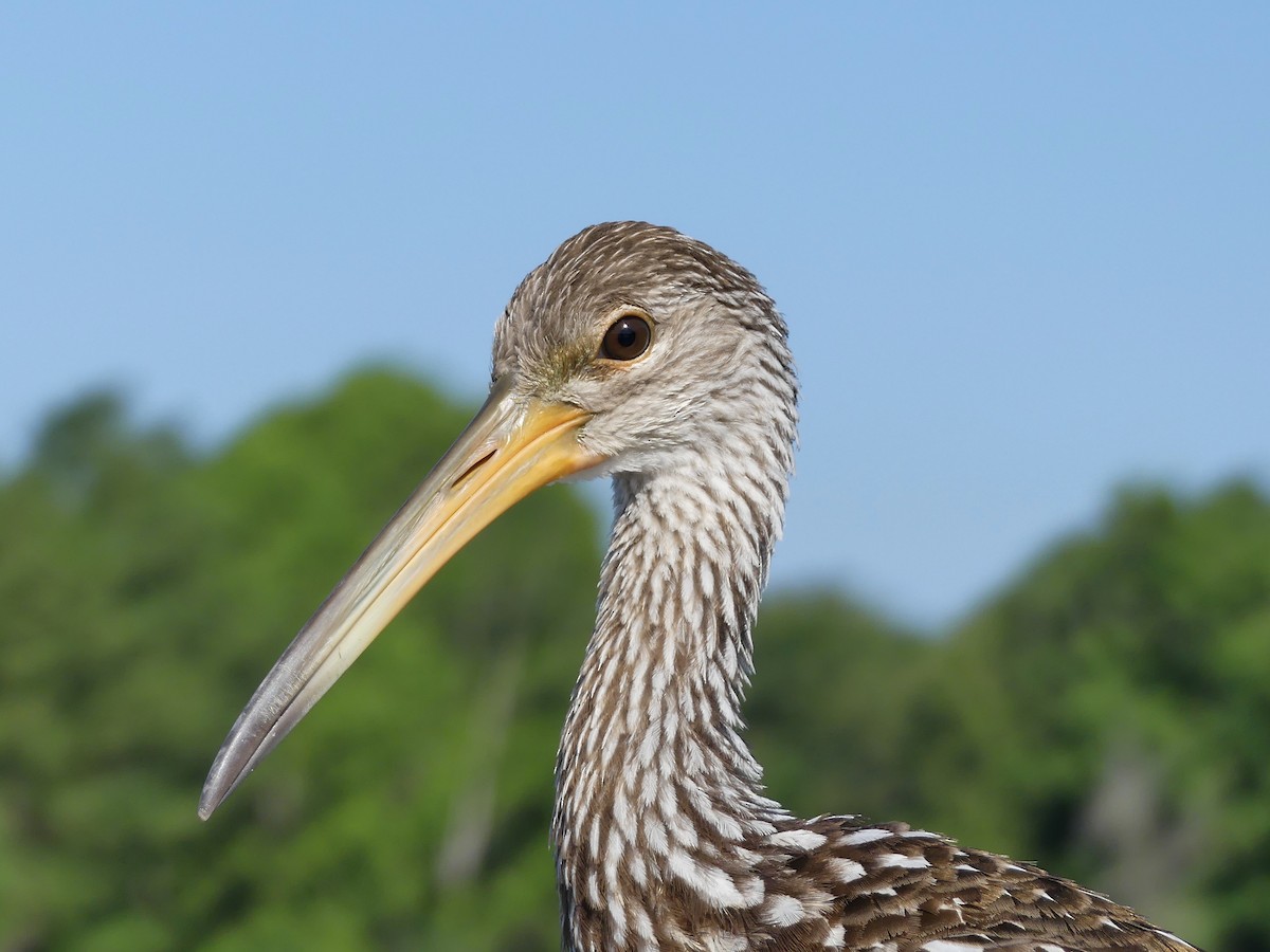 Limpkin - Shelley Rutkin