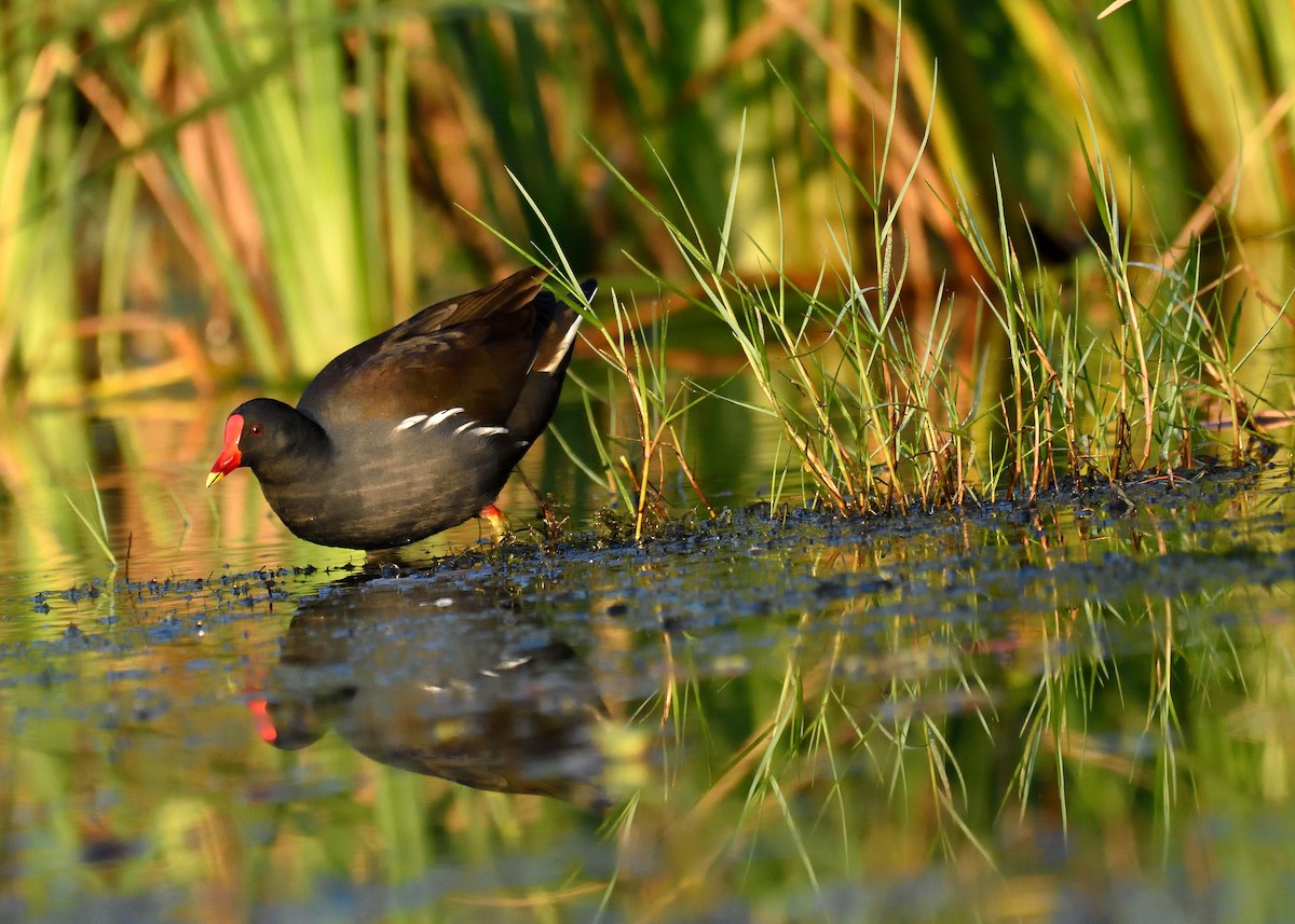 Eurasian Moorhen - Mallika Rajasekaran