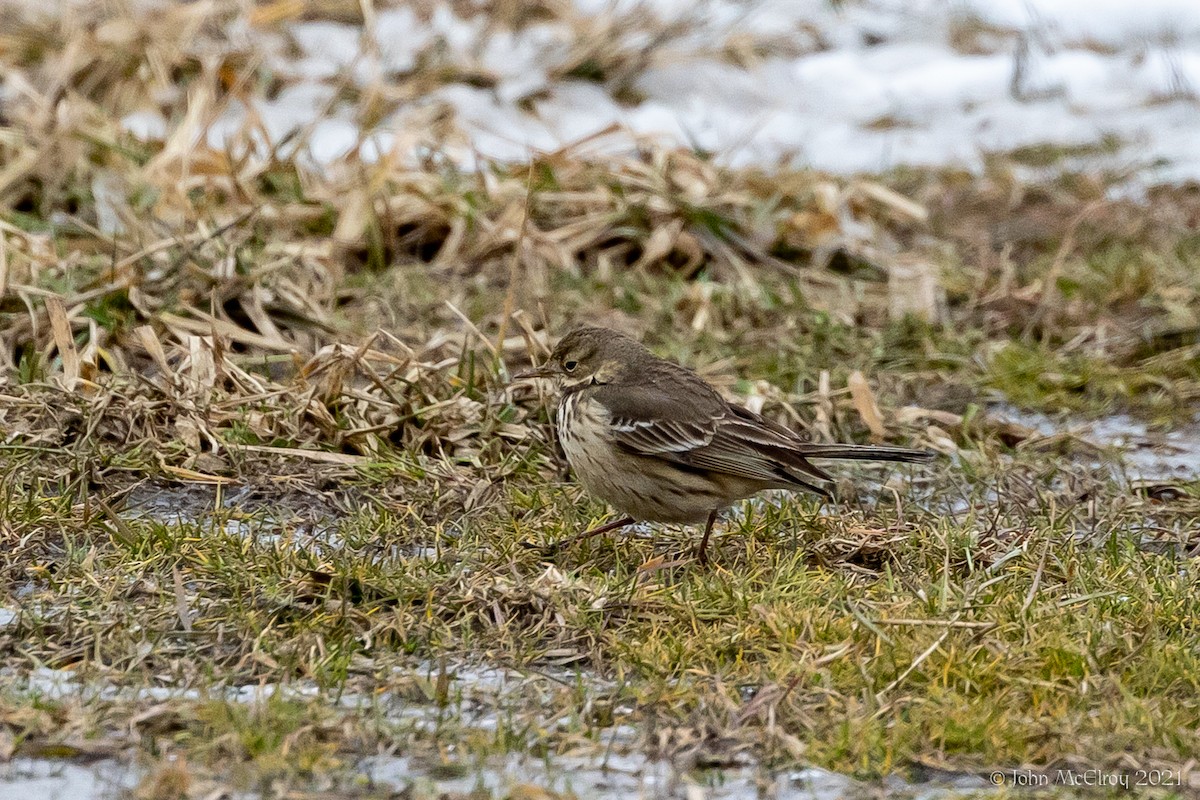 Pipit d'Amérique - ML307464991