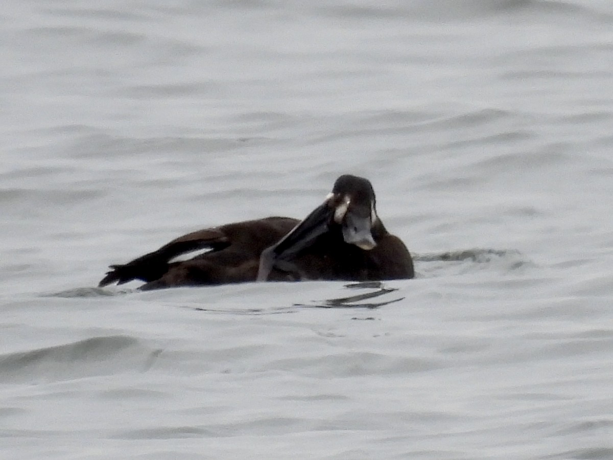 White-winged Scoter - ML307465851