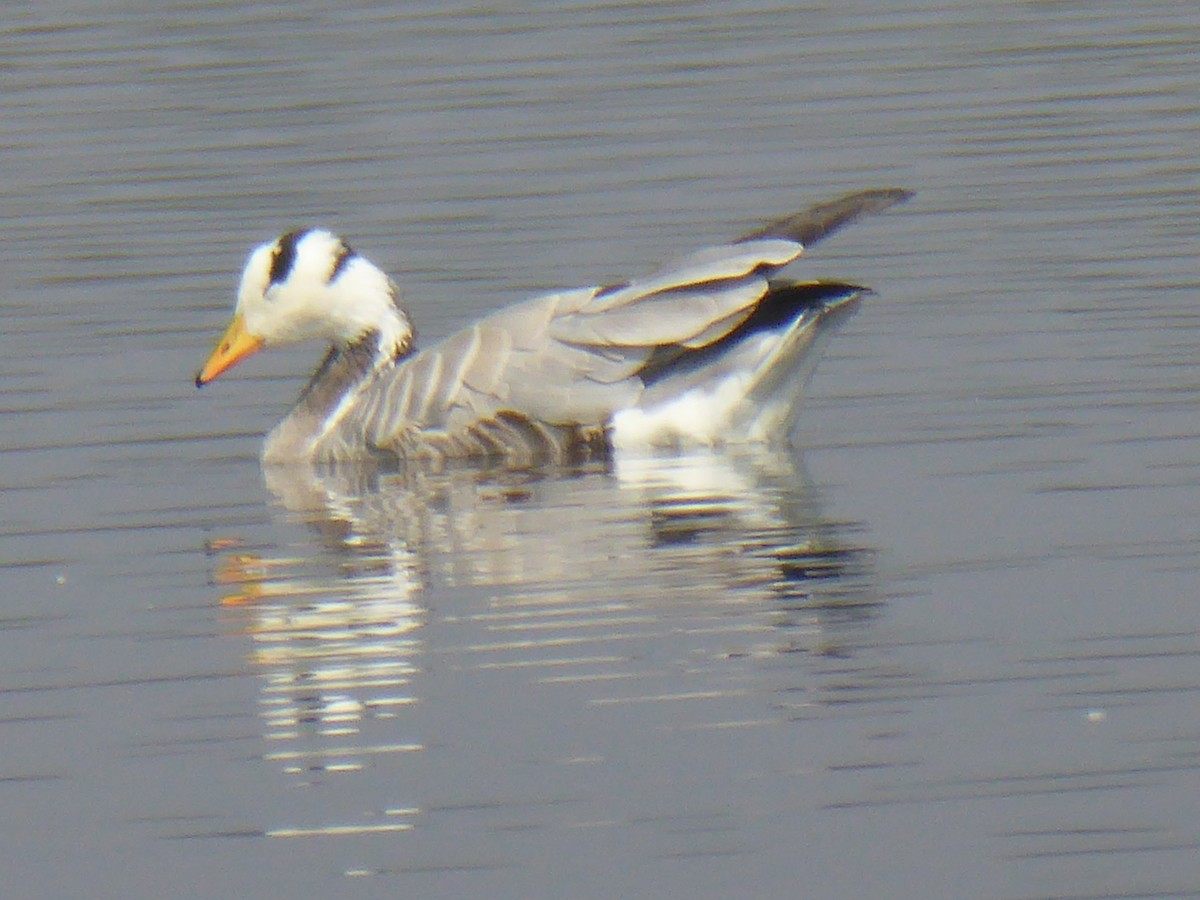 斑頭雁 - ML307465961