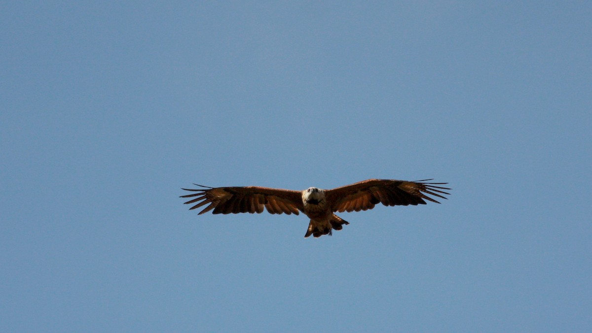 Black-collared Hawk - ML30746611