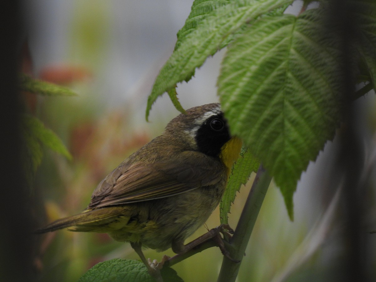 Common Yellowthroat - ML307466281