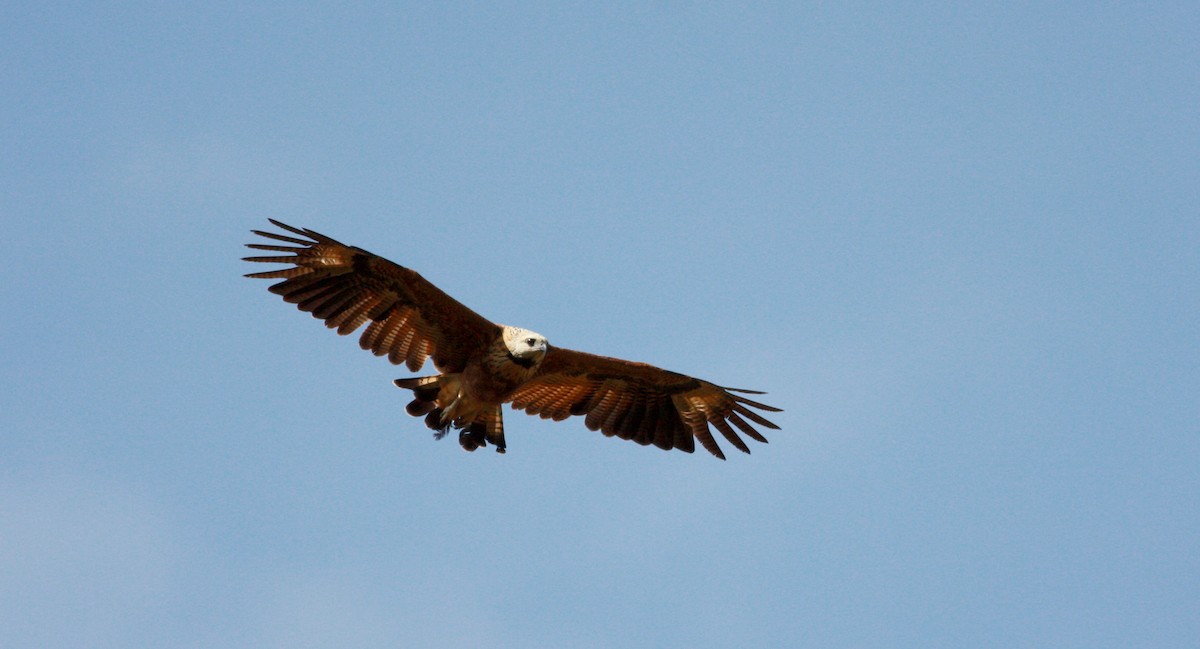 Black-collared Hawk - ML30746631