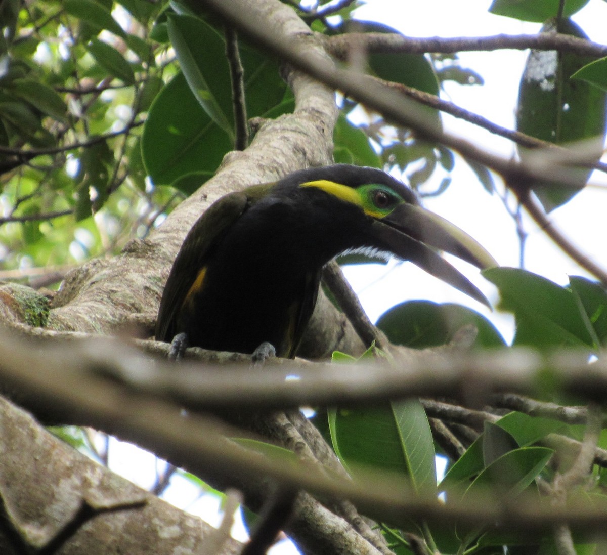 Yellow-eared Toucanet - ML30746691