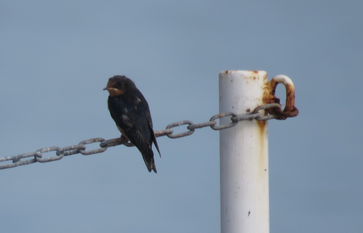 Barn Swallow - Debbie Cusick