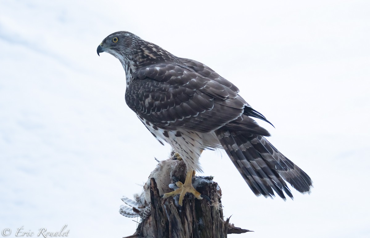 Eurasian Goshawk - ML307470341