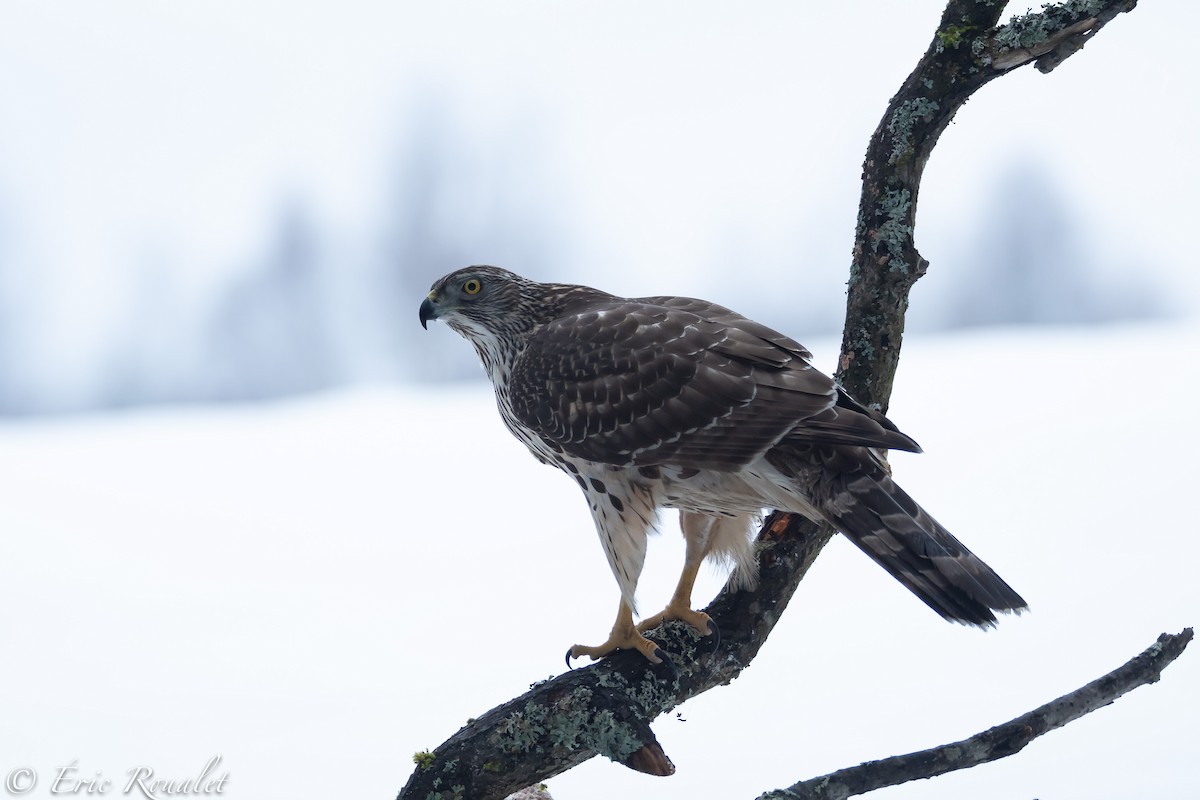 Eurasian Goshawk - Eric Francois Roualet