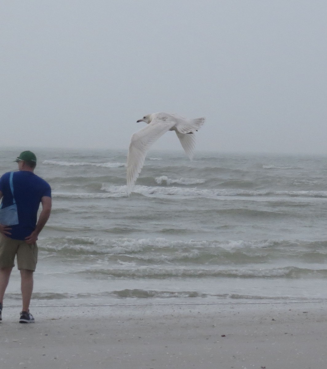 Iceland Gull - France Paulsen