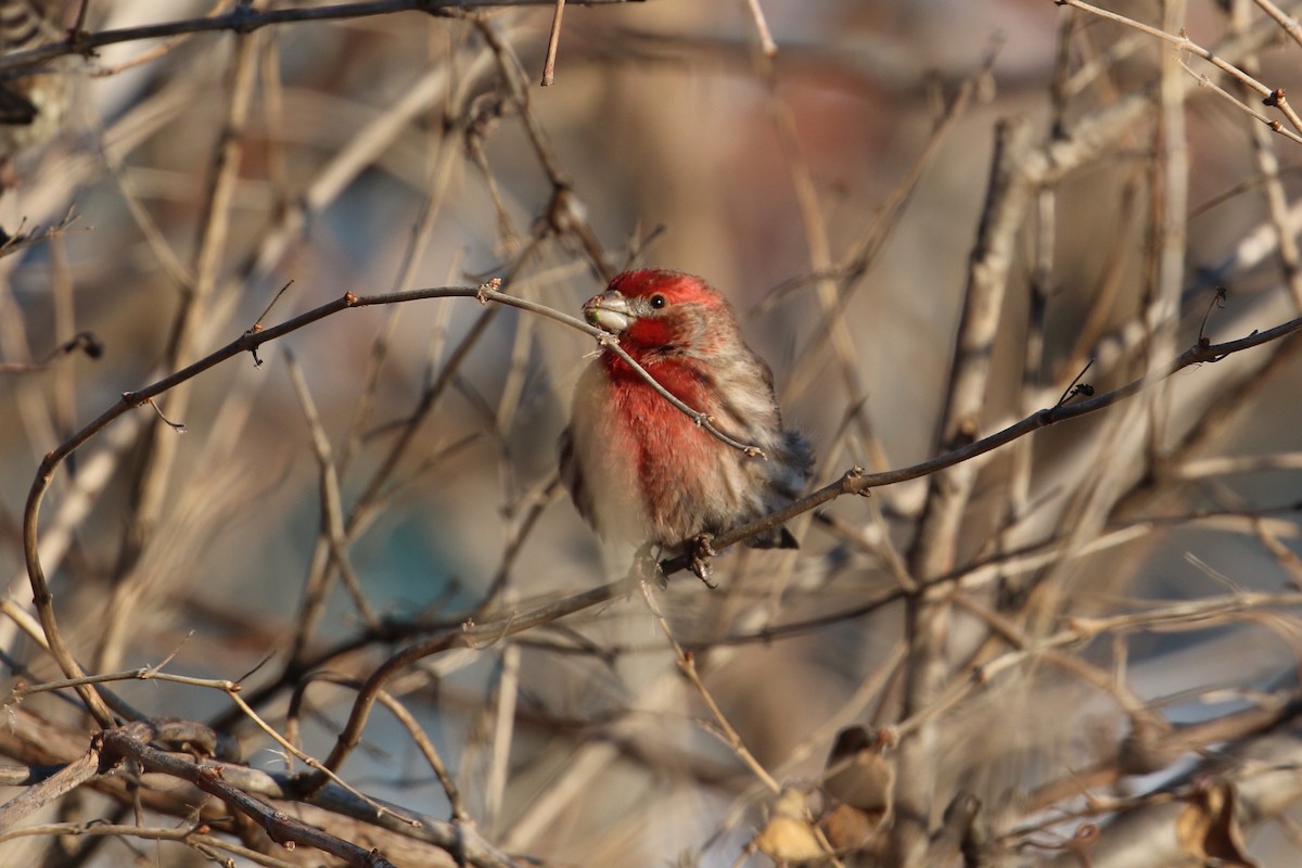 House Finch - ML307472091