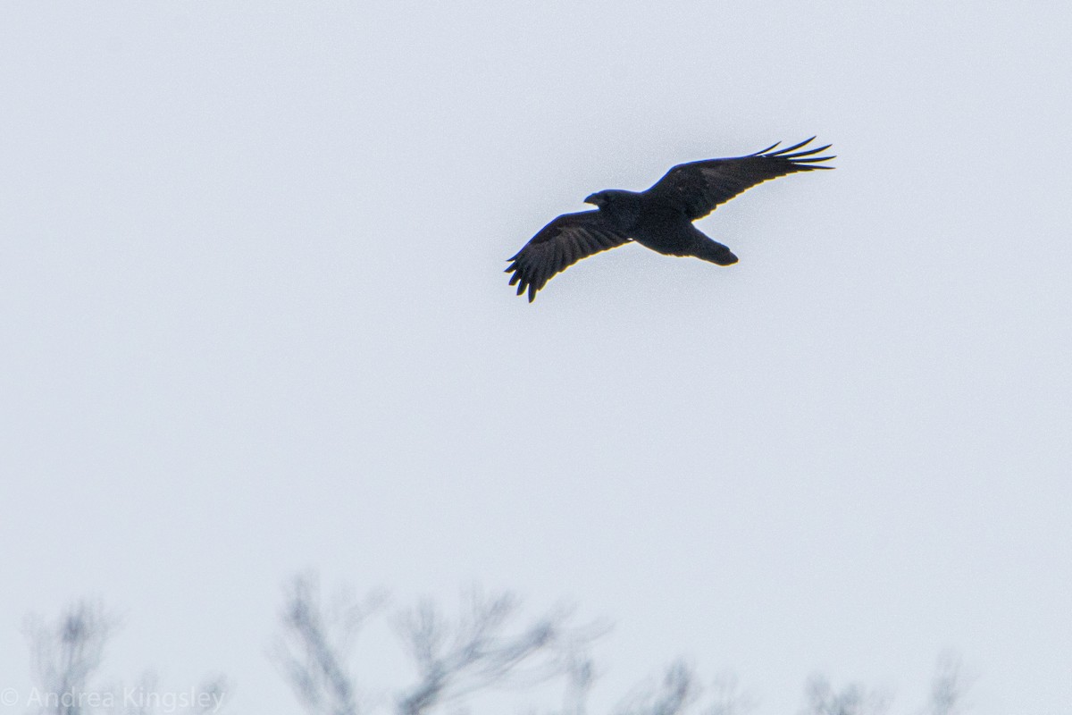 Common Raven - Andrea Kingsley