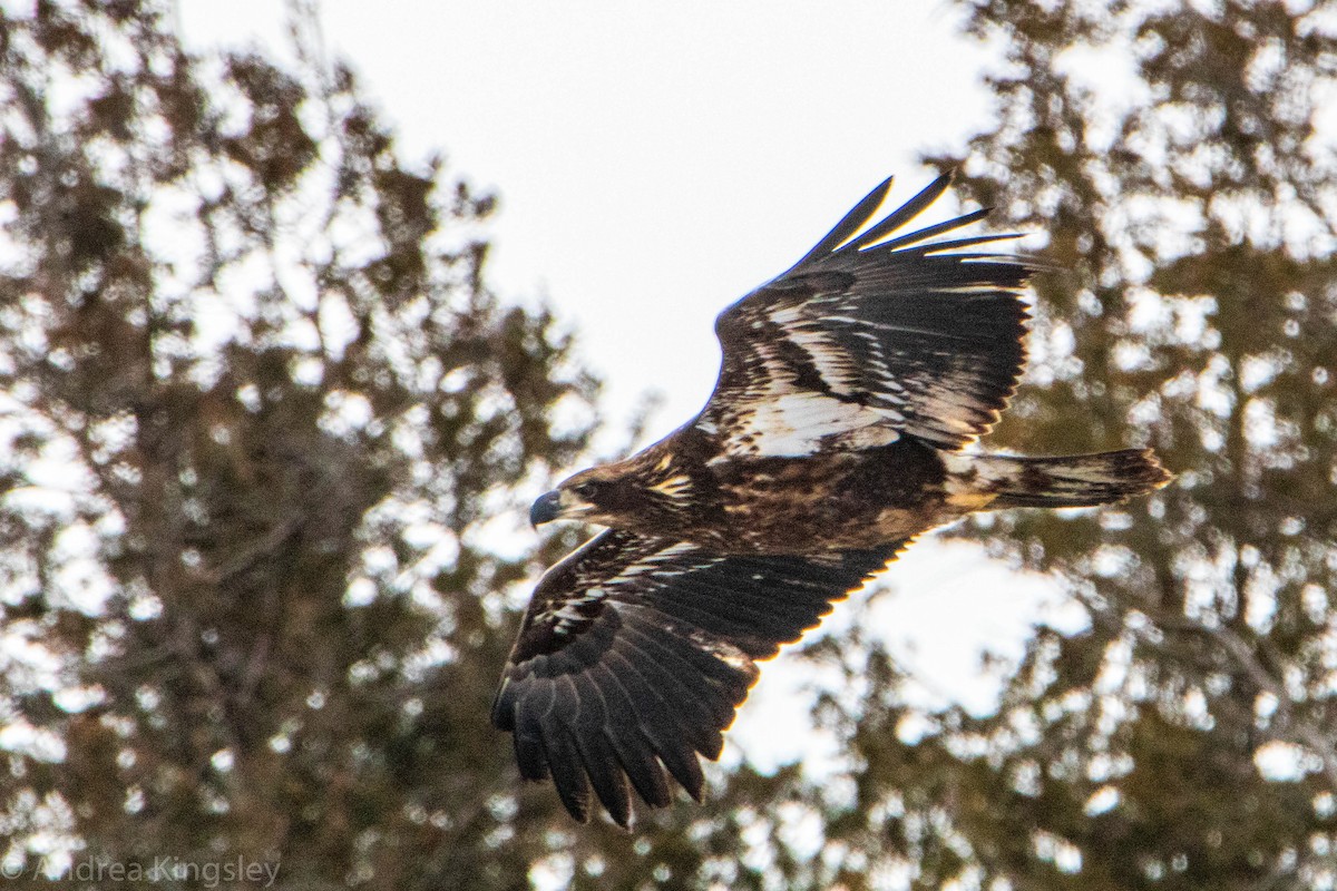 Weißkopf-Seeadler - ML307472851