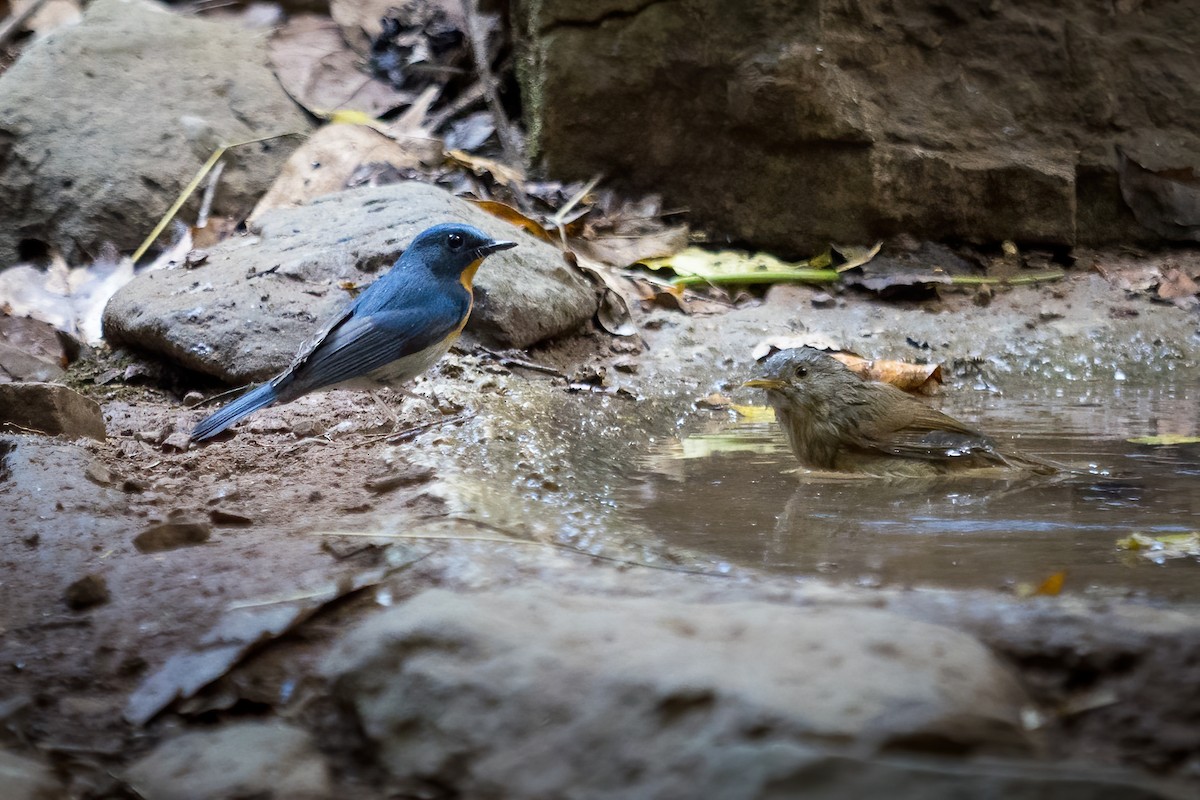 Indochinese Blue Flycatcher - ML307473511