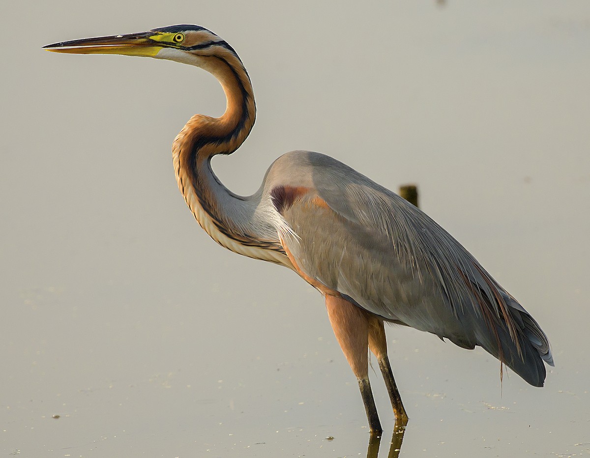 Purple Heron - ML307473611