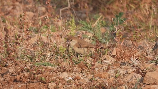 Indian Silverbill - ML307473681