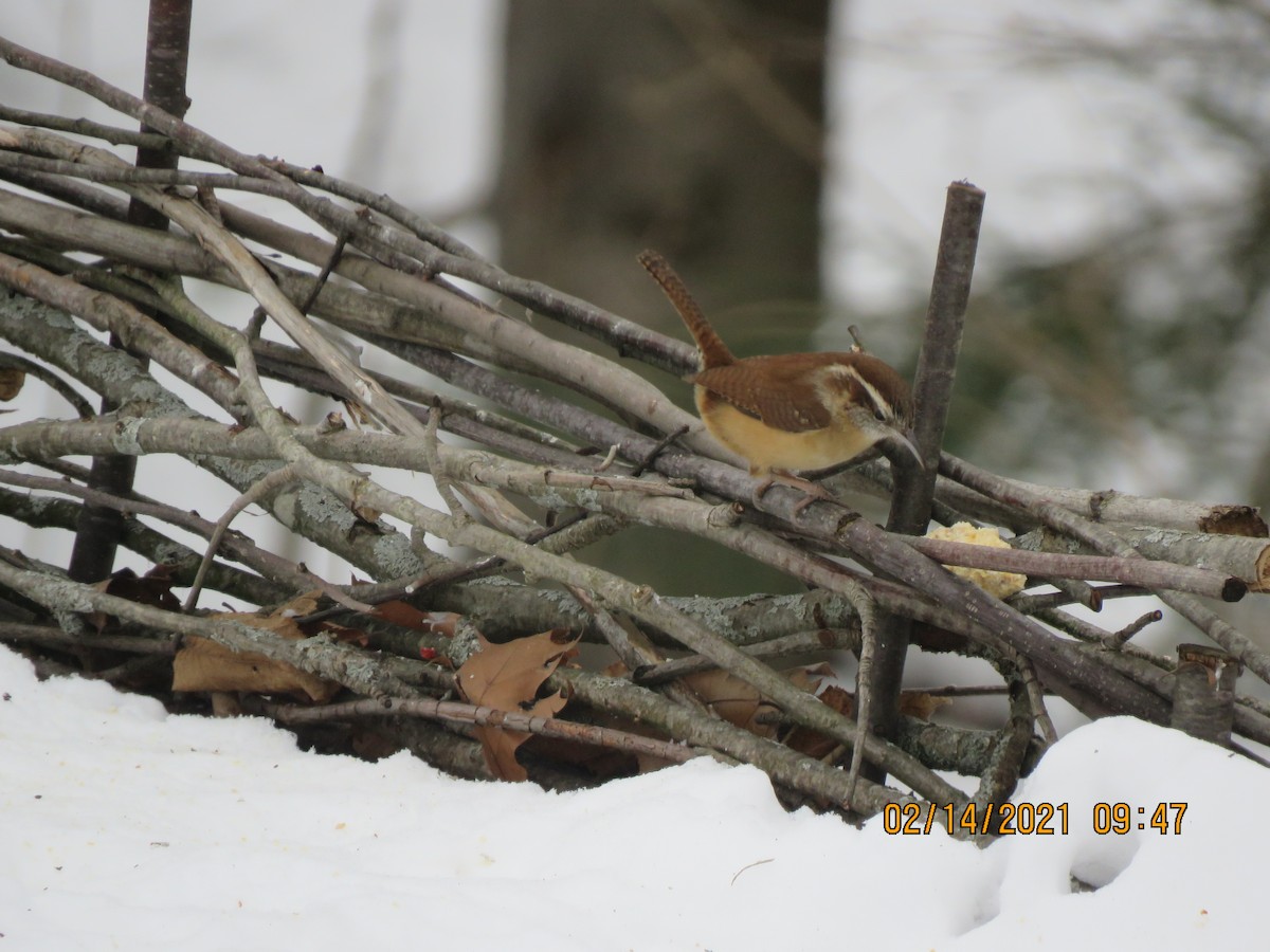 Carolina Wren - ML307474141