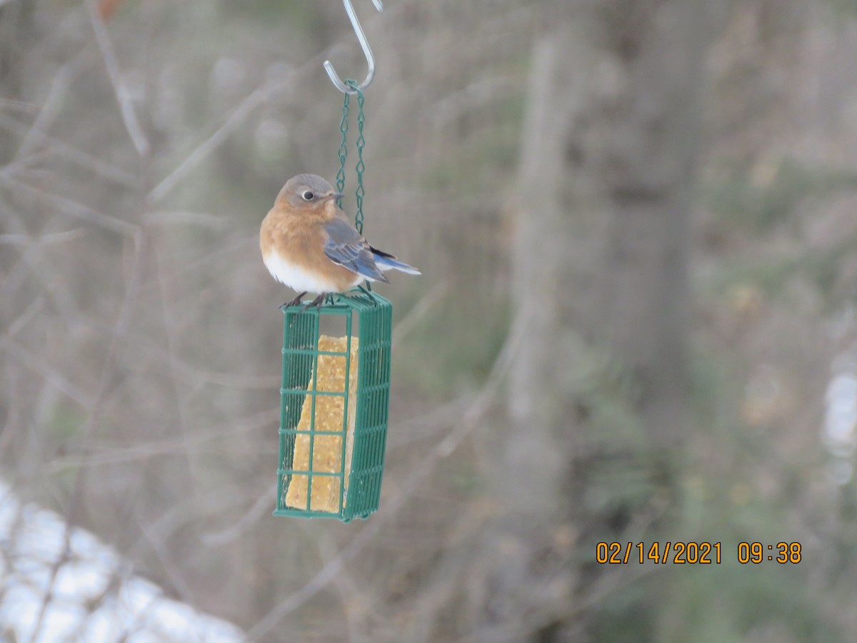 Eastern Bluebird - ML307474321