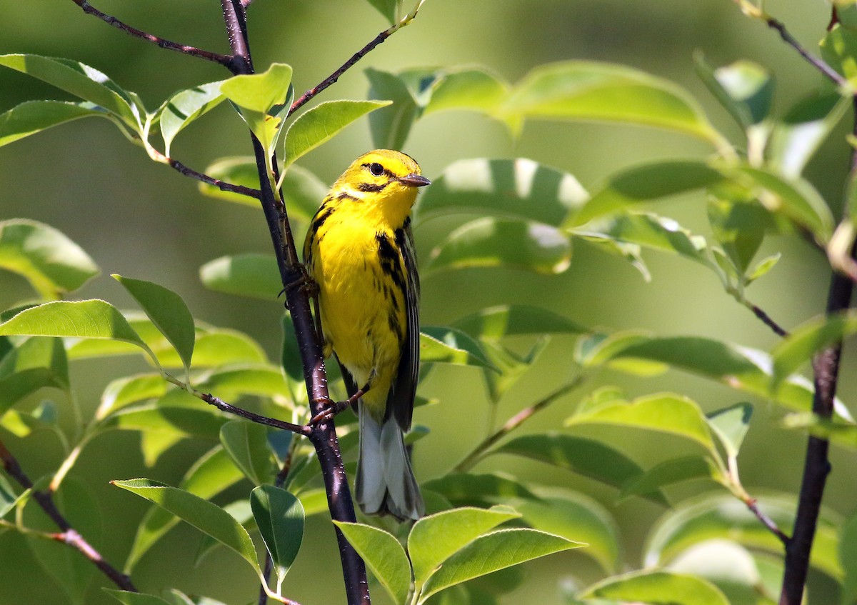 Prairie Warbler - ML30747451