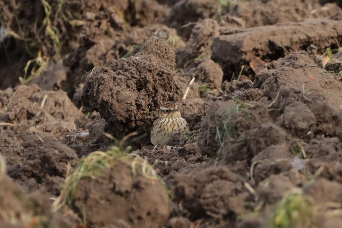 Eurasian Skylark - Letty Roedolf Groenenboom