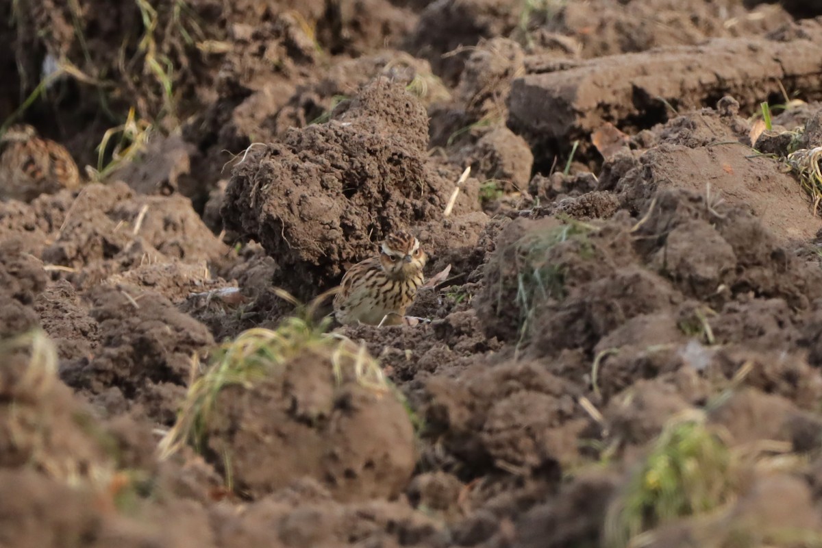 Eurasian Skylark - Letty Roedolf Groenenboom