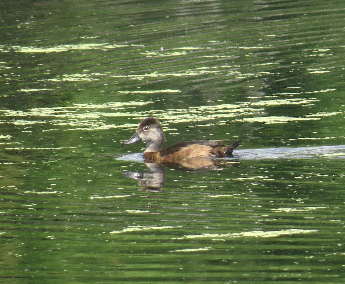 Ring-necked Duck - ML30747701