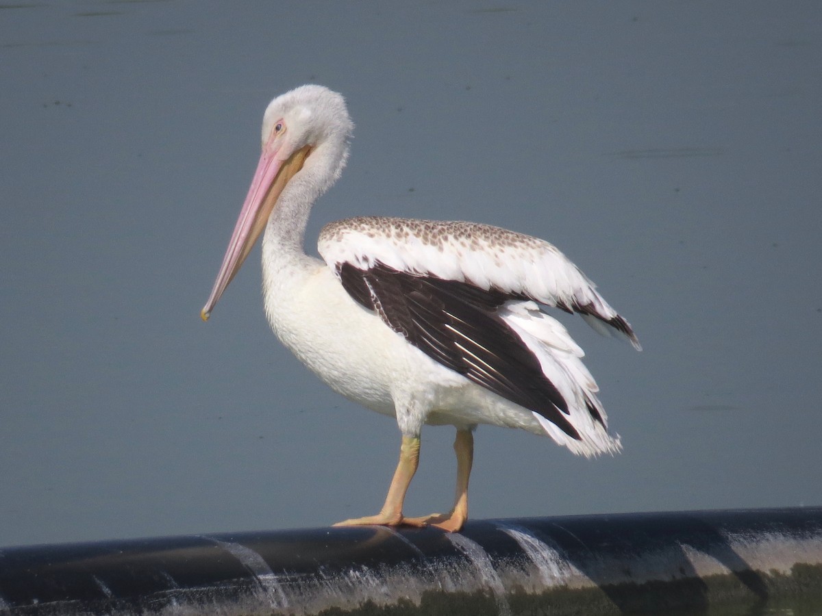 American White Pelican - ML30747711