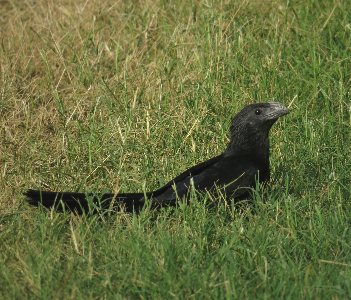 Groove-billed Ani - ML30747811