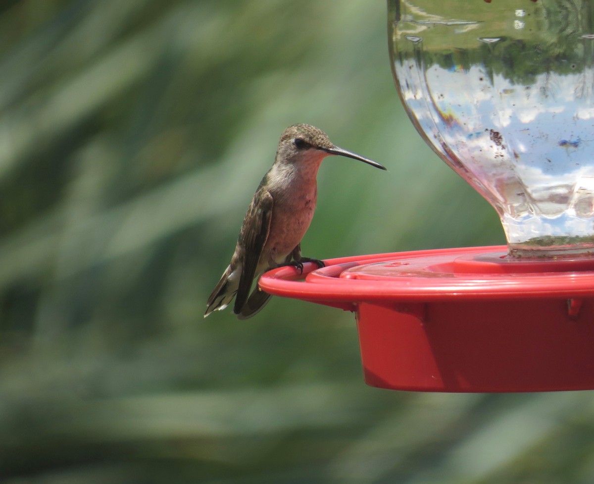 Black-chinned Hummingbird - ML30747871