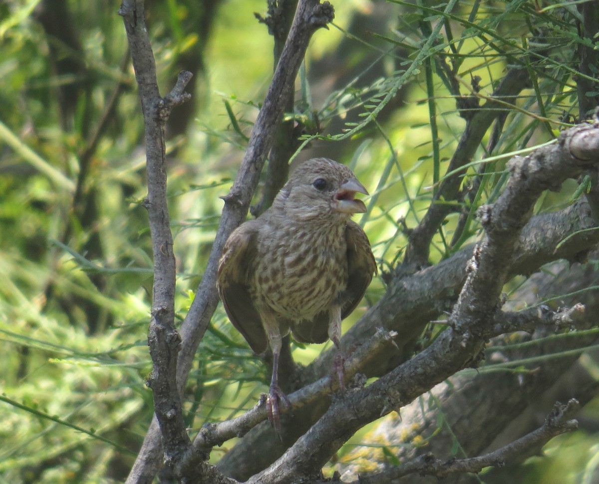 House Finch - ML30747951