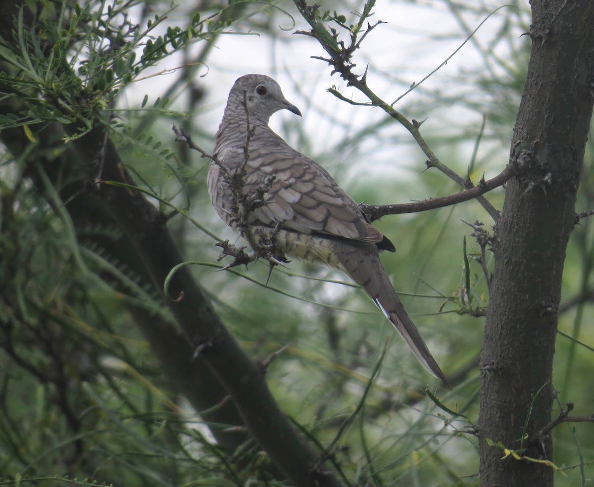 Inca Dove - ML30747991