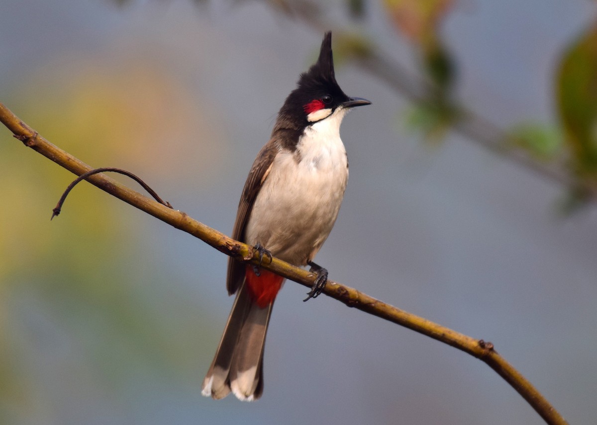 Red-whiskered Bulbul - ML307479991