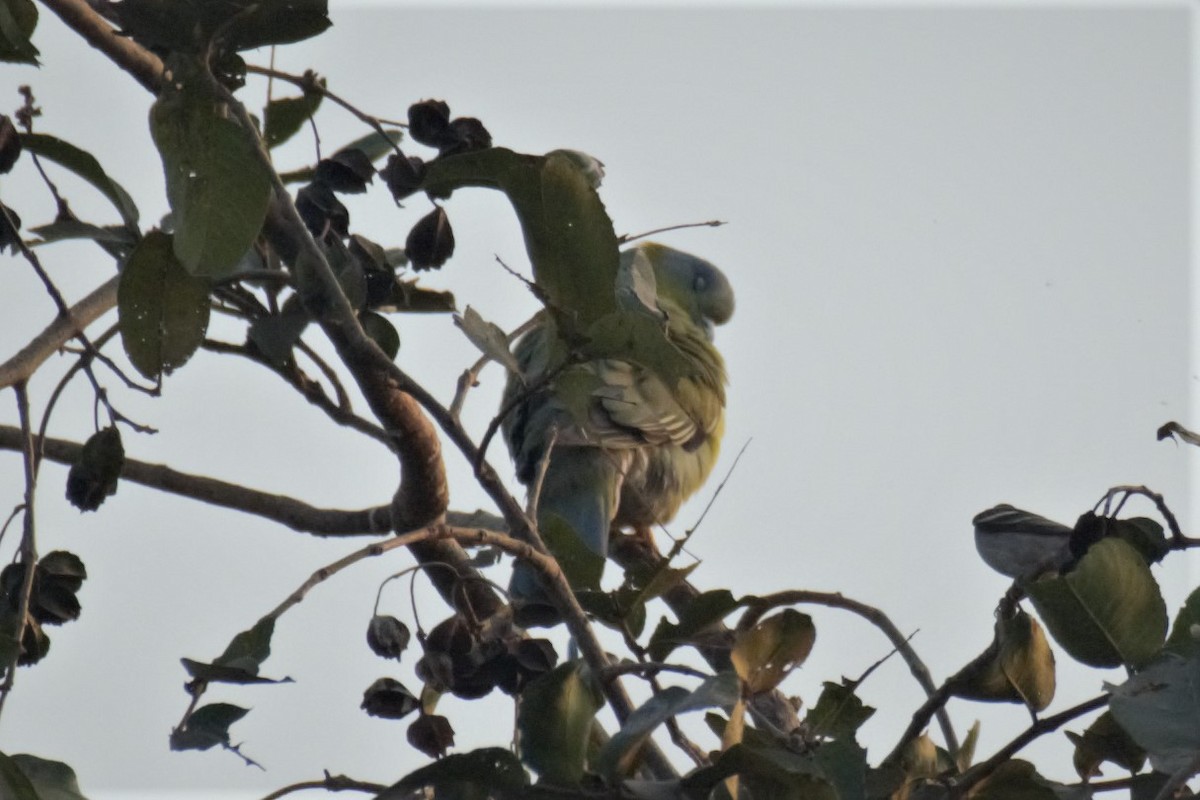 Yellow-footed Green-Pigeon - ML307480061