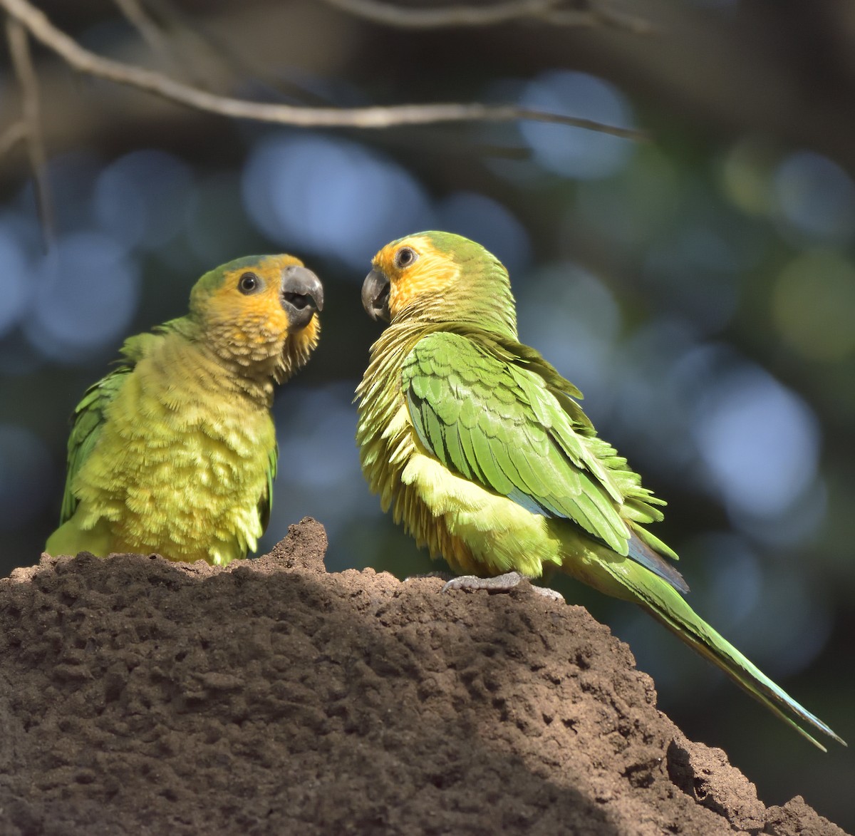 Brown-throated Parakeet - Rob Kelder