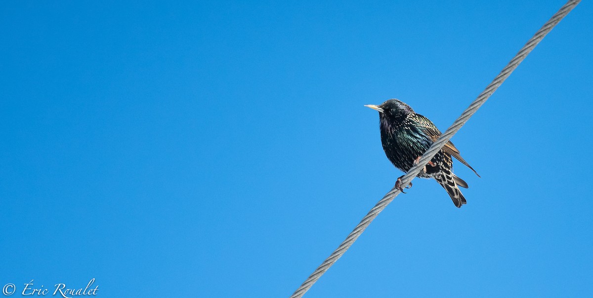 European Starling - ML307482631