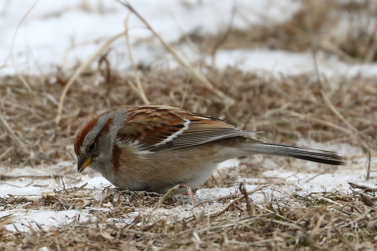 American Tree Sparrow - Patrick OHoro