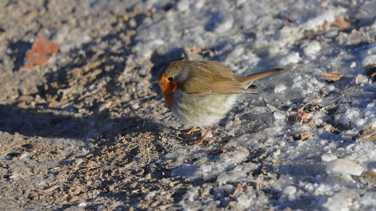 European Robin - ML307486791