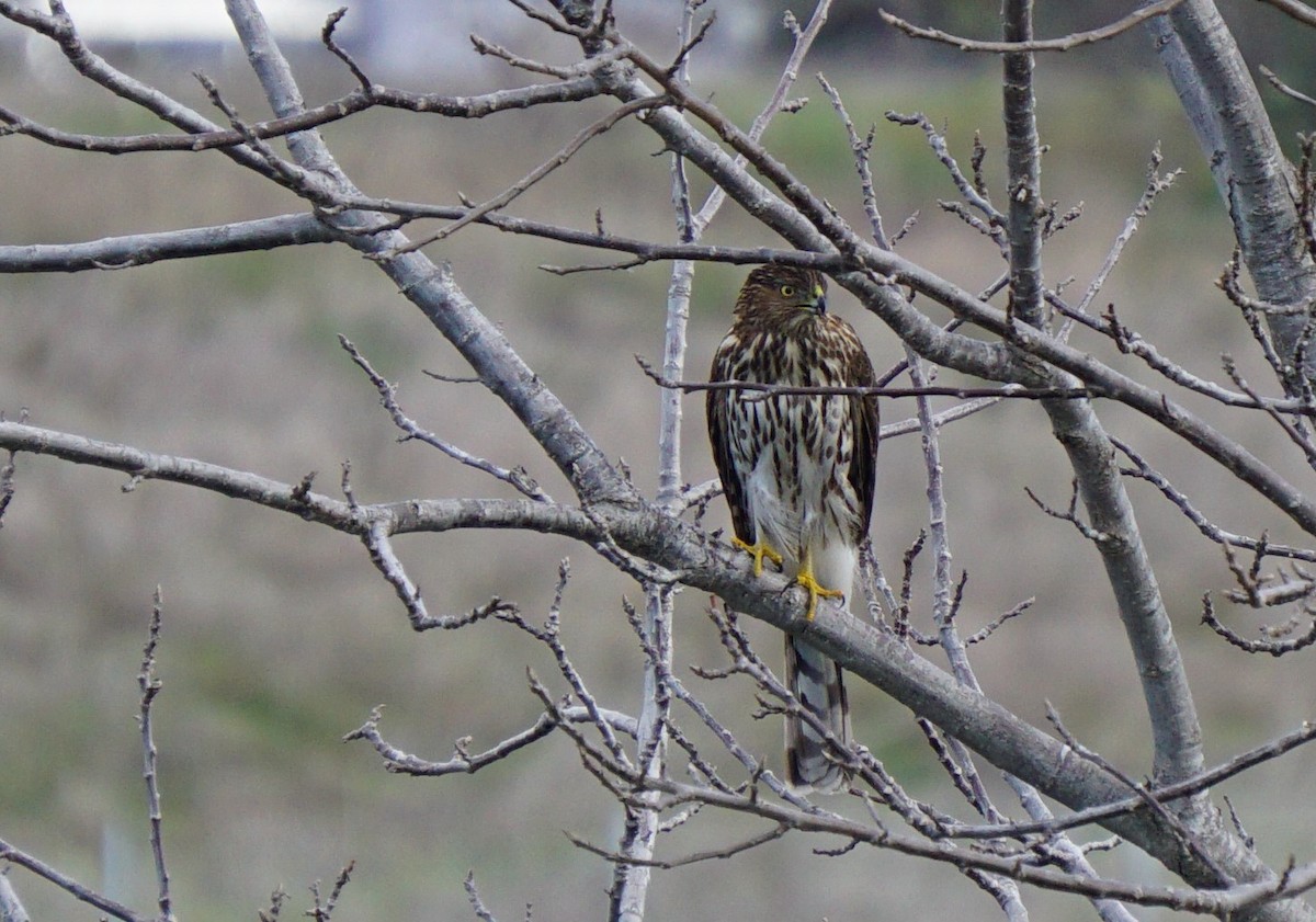 Cooper's Hawk - ML307487301