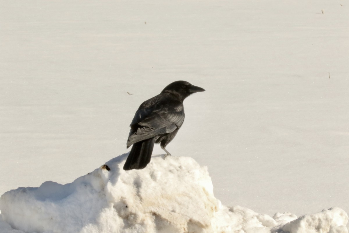 American Crow - ML307487861