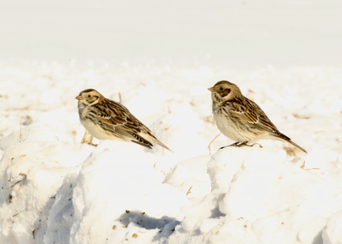 Ipar-berdantza - ML307488641