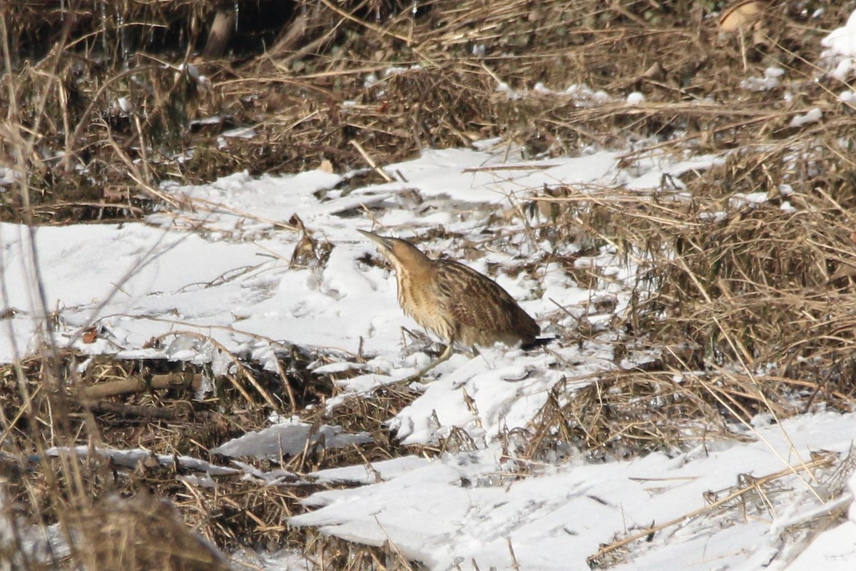 Great Bittern - ML307488711