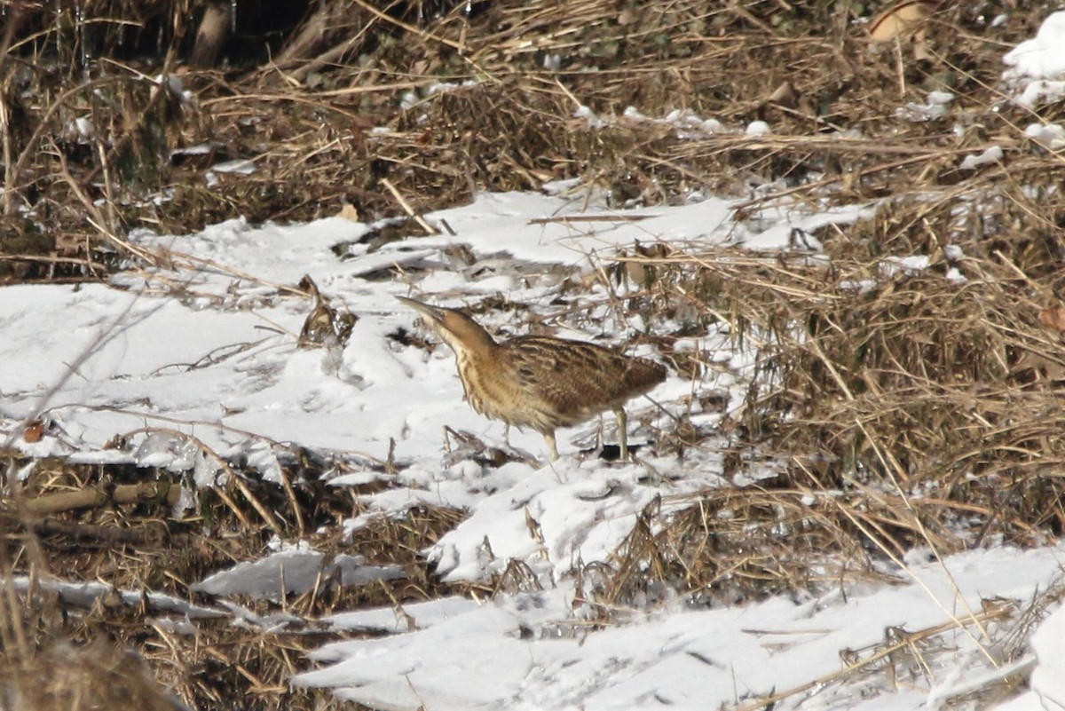 Great Bittern - ML307488721