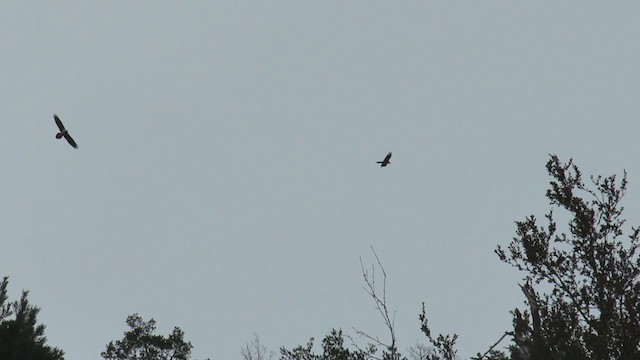 Bearded Vulture - ML307490771