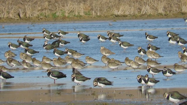 Sociable Lapwing - ML307492531